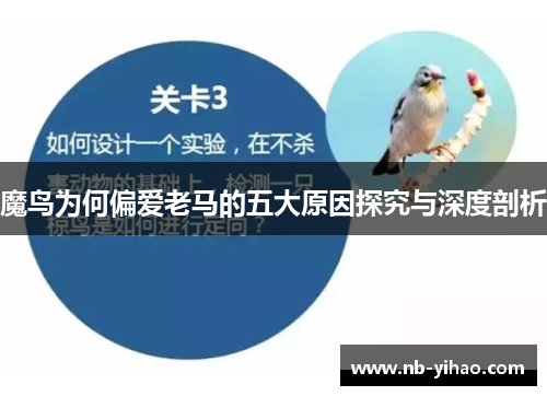 魔鸟为何偏爱老马的五大原因探究与深度剖析